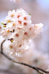 Fototapeta premium 桜の花