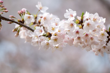 桜の花