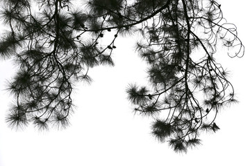 darktone treetop isolated on white background