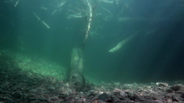 Underwater landscape in sunlight in water of Lena River in Siberia of Russia. Unique relaxation video about nature.