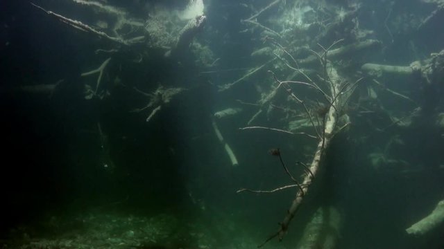 Tree underwater in sunlight in water of Lena River in Siberia of Russia. Unique relaxation video about nature.