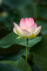 Obraz premium 蓮の花