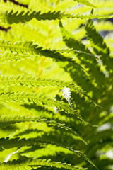 young fern plant