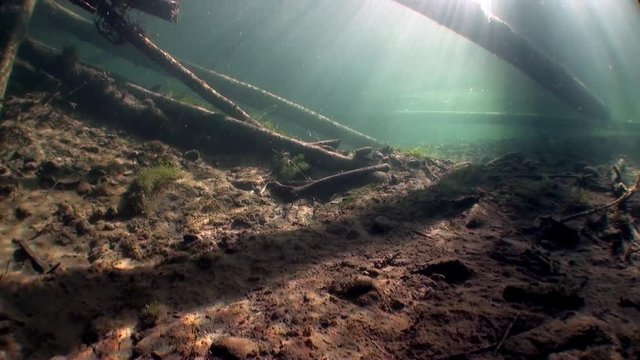 Logs underwater in sunlight in water of Lena River in Siberia of Russia. Unique relaxation video about nature.