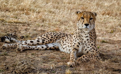 Adult cheetah lies down in dry grass