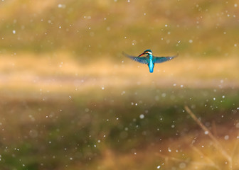 獲物をねらうカワセミ。小雪の舞う川でホバリング。