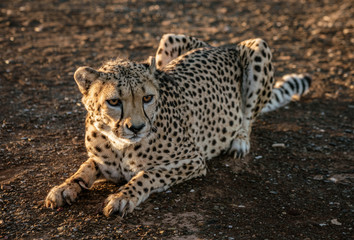 Adult cheetah lies in the dirt