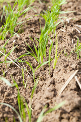 spring wheat