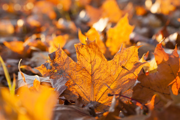 fallen leaves of a maple