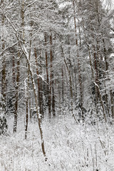 Snow drifts in winter