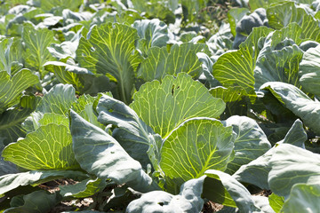 green cabbage