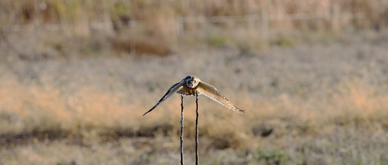 精悍な顔つきのコミミズクの飛び出し