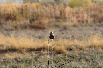 ちょこんととまる姿がかわいいコミミズク