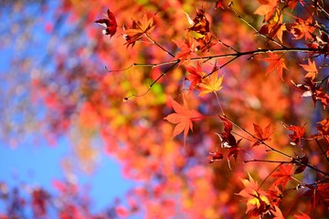 きれいに染まったモミジの紅葉