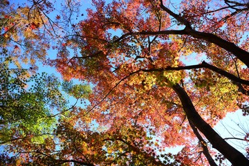 カラフルなモミジの紅葉