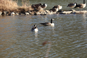 Fototapeta premium Ptaki