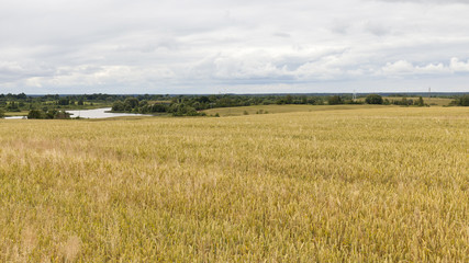 agricultural field