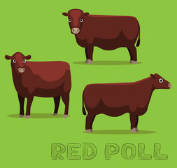 Cow Red Poll Cartoon Vector Illustration