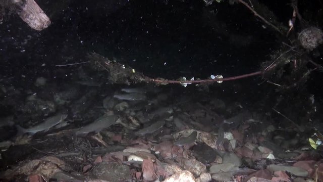 School of trout fish underwater of Lena River in Siberia of Russia.. Inhabitants of Salmo in wild on background of clean and transparent water. Unique relaxation video about nature.