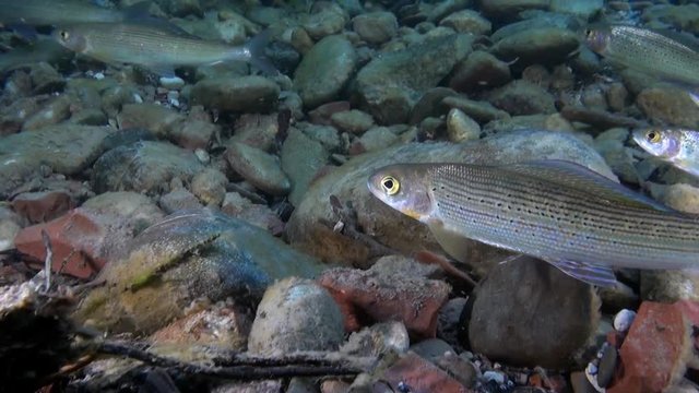 Trout fish glows underwater of Lena River in Siberia of Russia. Inhabitants of Salmo in wild on background of clean and transparent water. Unique relaxation video about nature.