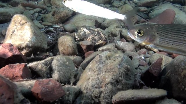 Trout fish underwater on background of stones of Lena River in Russia. Inhabitants of Salmo in wild on background of clean and transparent water. Unique relaxation video about nature.