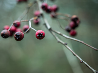Dark red berries on a green background