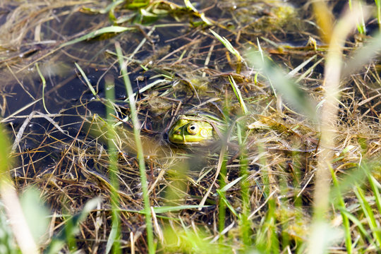 green frog floating in the water