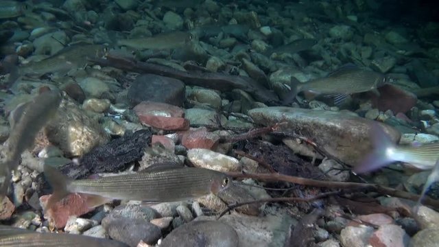 Trout fishing underwater in stream of water of Lena River in Siberia of Russia. Inhabitants of Salmo in wild on background of clean and transparent water. Unique relaxation video about nature.