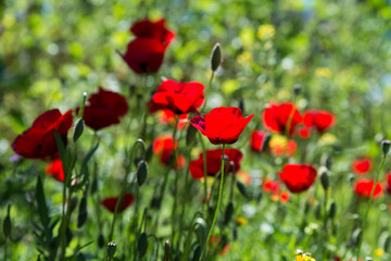 Visiting Athens in Greece