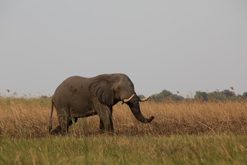 Obraz premium elephant in africa in a group