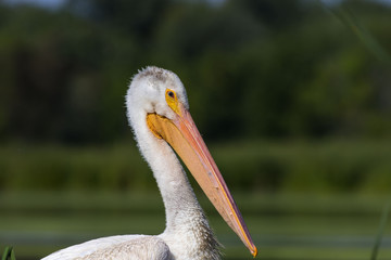 White american pelican (Pelecanus erythrorhynchos) 