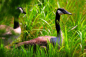 Canadian Goose overlooking pond