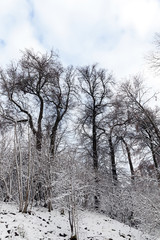 trees covered with snow