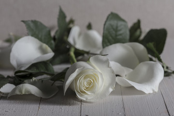 mockup white rose on wood