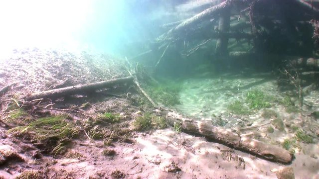 Logs underwater in sunlight in water of Lena River in Siberia of Russia. Unique relaxation video about nature.