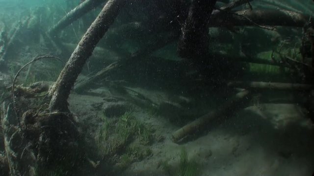 Logs underwater in sunlight in water of Lena River in Siberia of Russia. Unique relaxation video about nature.