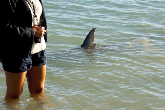 Wild Dolphin - Monkey Mia - Australia