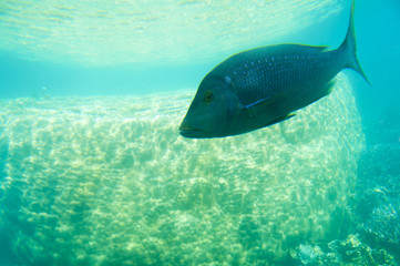 "Ayers Rock" Brain Coral - Ningaloo Reef - Australia
