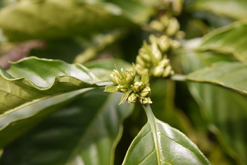 Obraz premium Coffee Plantation