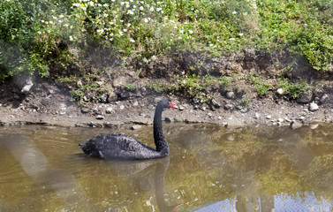 Fototapeta premium black swan