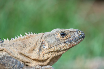 Profile of an Iguana with a close up of the head against a green background