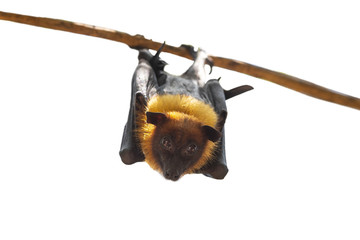 Bat hanging upside down from tree branches isolated on white background
