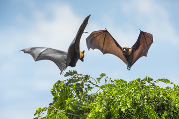 Flying bat ( Lyle's flying fox)