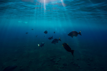Underwater world with tropical fish in ocean and beautiful sunlight