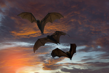 Bats are flying in the evening.