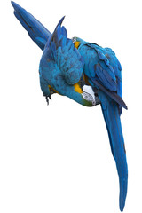 Lovers of blue and gold macaws