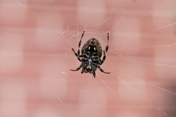 Close up of a black Spider in a web in front of a brick wall
