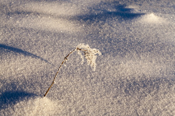 frost-covered plant