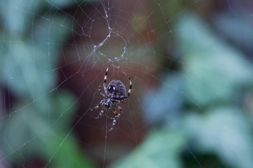 Close up of a black Spider weaving a web in front of a green background