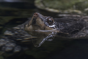Tortoise swimming in water surface close up